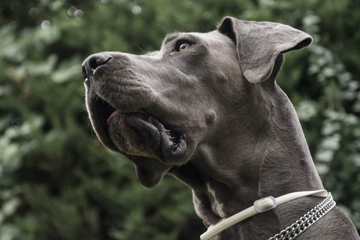 why does my great dane have dandruff