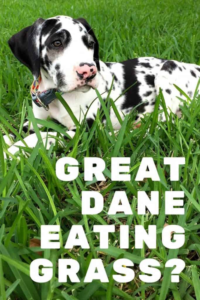 why-do-great-danes-eat-grass-great-dane-care
