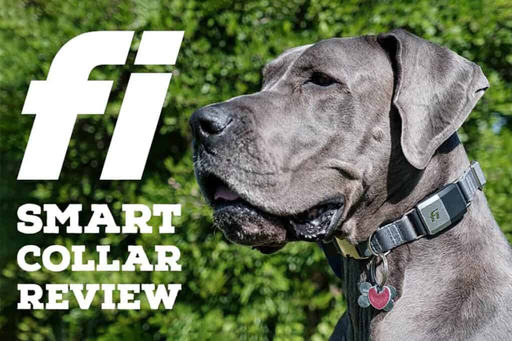 fi dog collar review