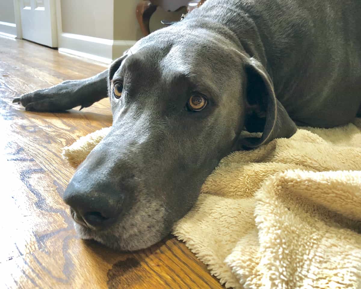 why does my great dane have dandruff