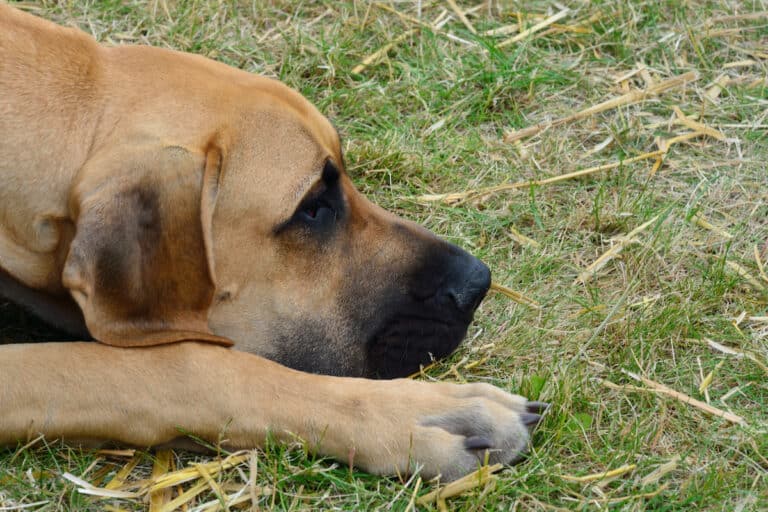 Why Does My Great Dane Have Rough Paw Pads? Great Dane Care
