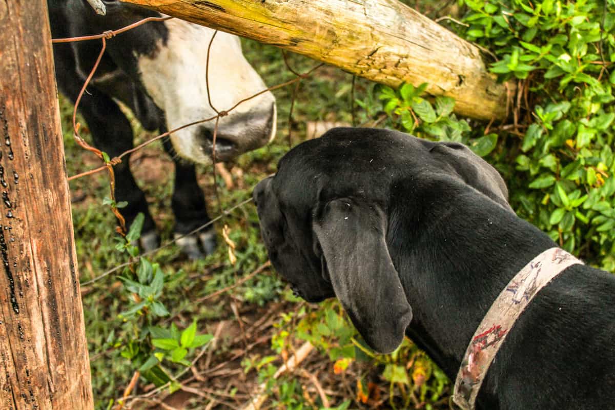 how does a invisible dog fence work