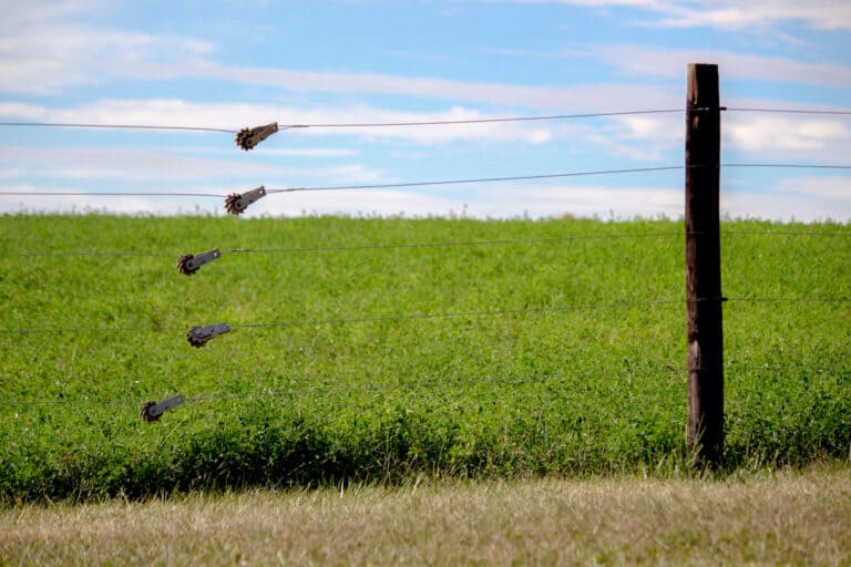 Do Invisible Fences Work for Great Danes A Guide for Owners