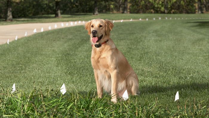 can dogs run through an invisible fence