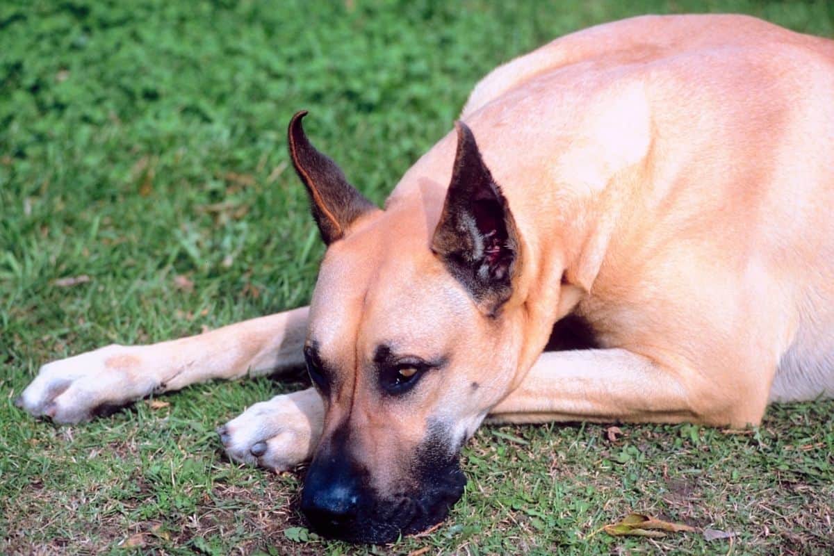 what causes a great danes stomach to flip