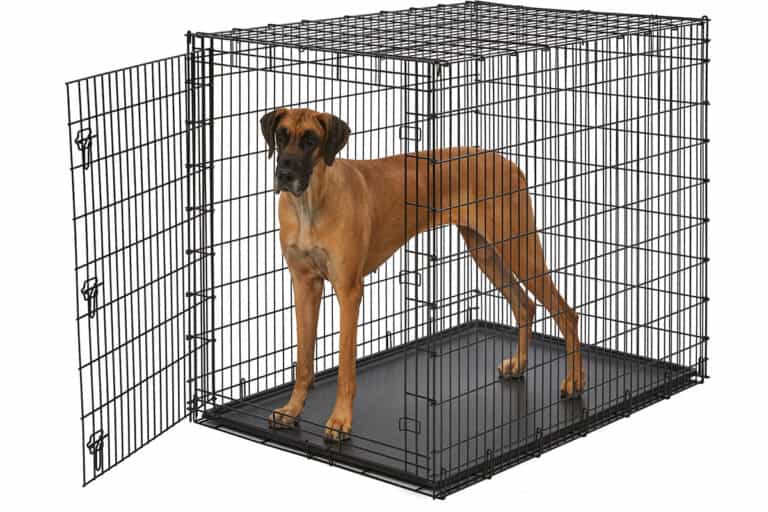 The BEST Crate for Great Danes (Don't Look Any Further!)