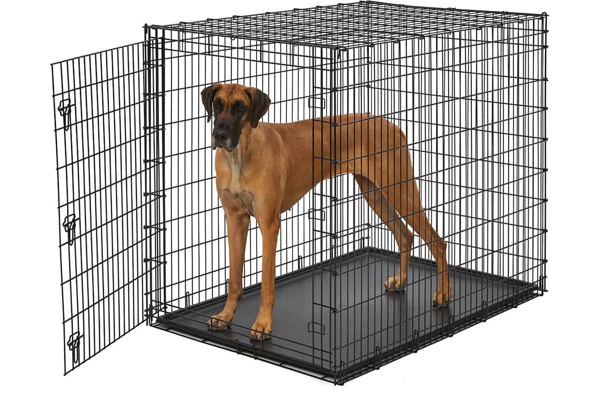 Great dane 2025 size crate