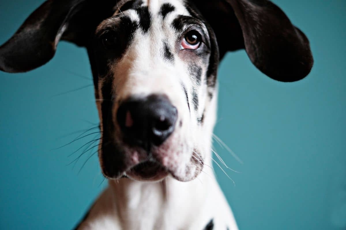 great dane food allergies