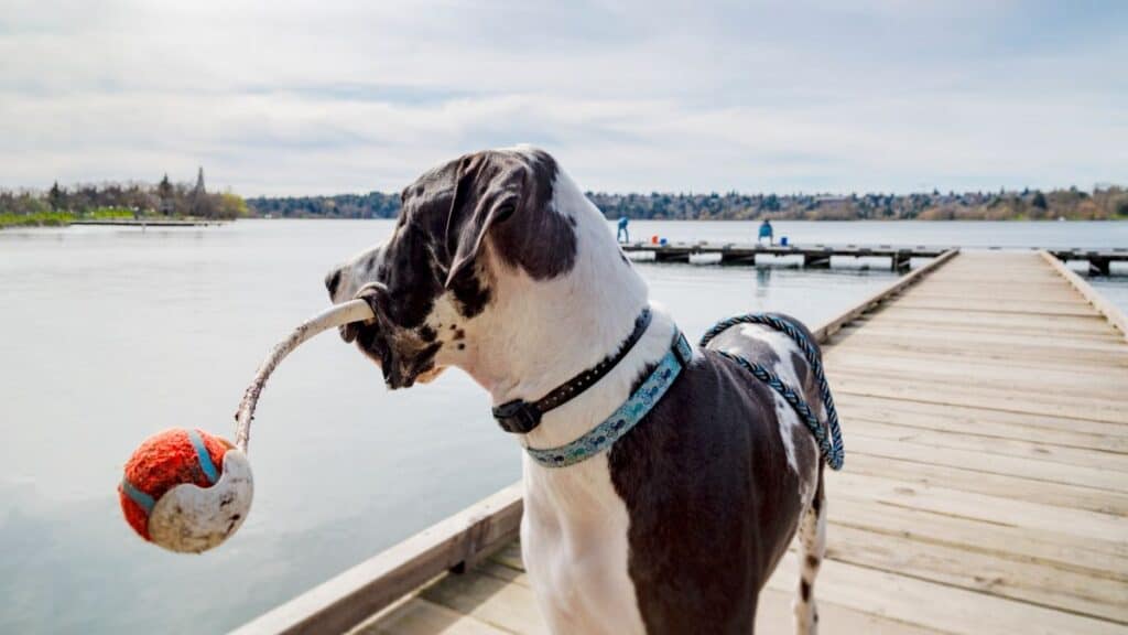 great dane holding ball thrower in mouth