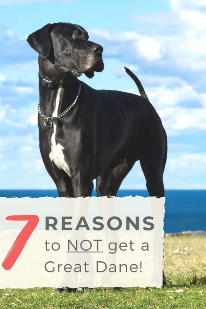 7 Reasons That You Shouldn’t Get a Great Dane