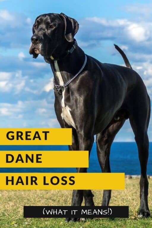 8 Common Reasons For Great Dane Hair Loss Great Dane Care