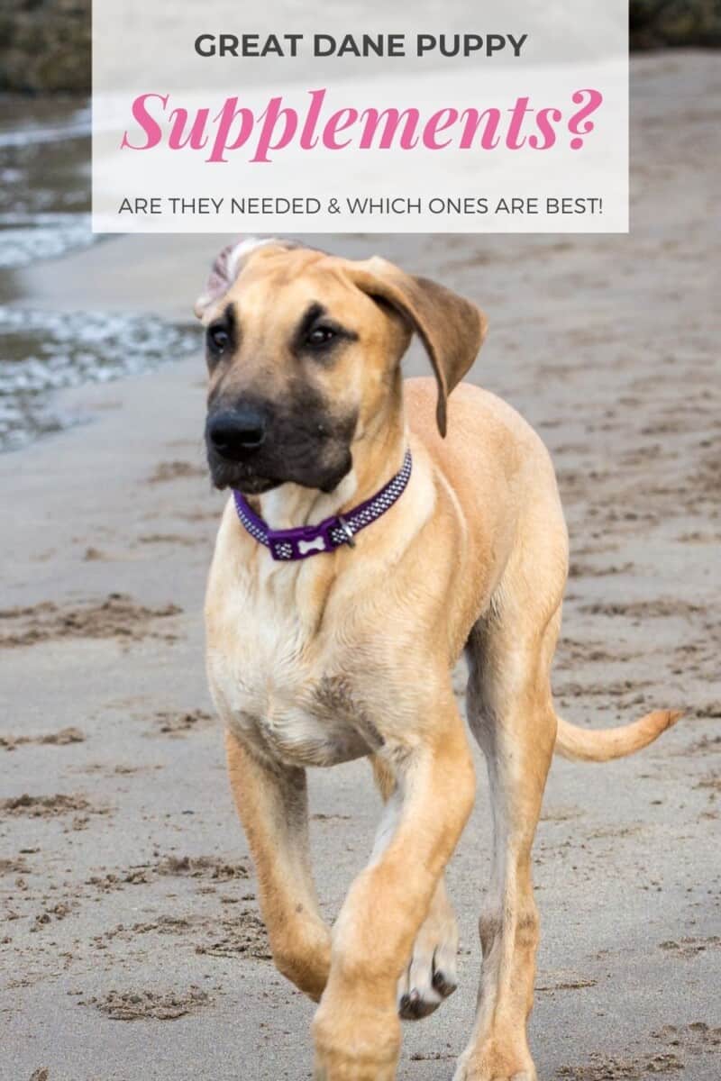 Do Great Dane Puppies Need Supplements? Great Dane Care