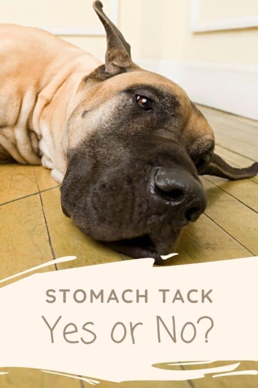 Should My Great Danes Stomach Be Tacked To Prevent Bloat?