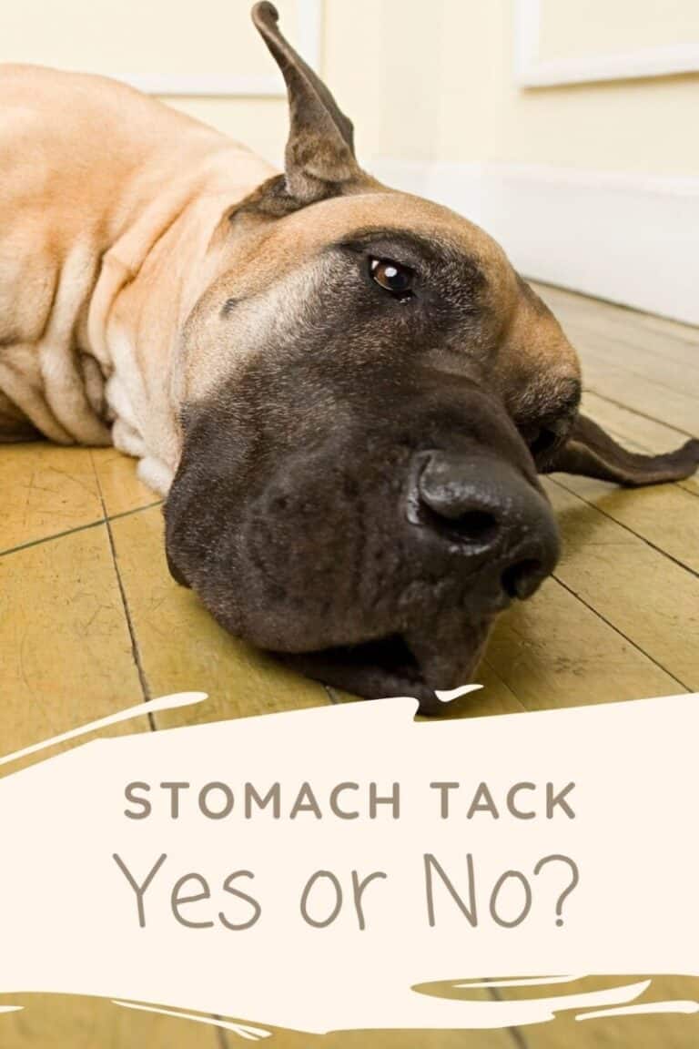 Should My Great Danes Stomach Be Tacked To Prevent Bloat?