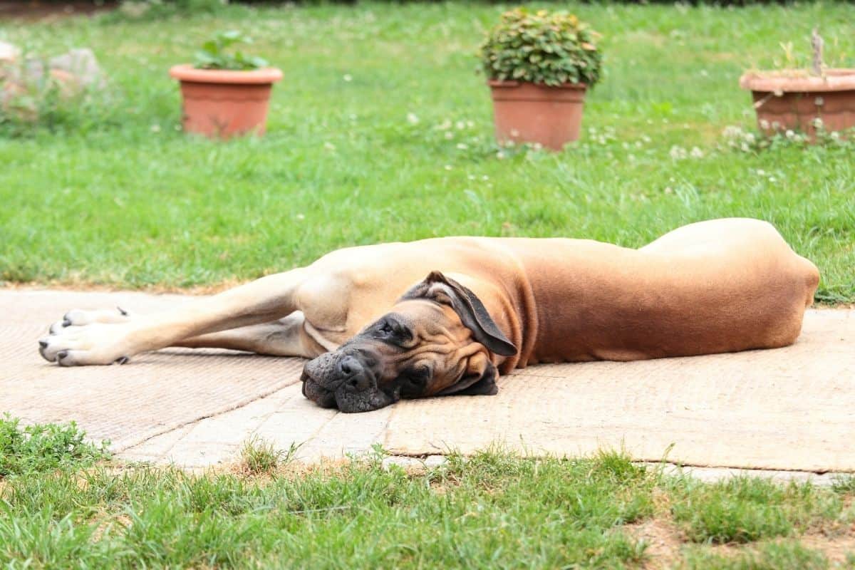 growling great dane