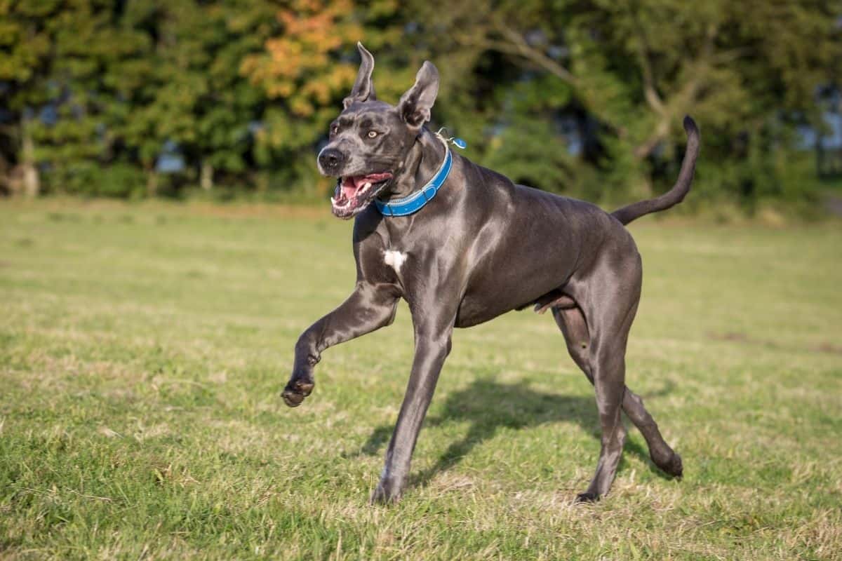 Great dane outlet hiking