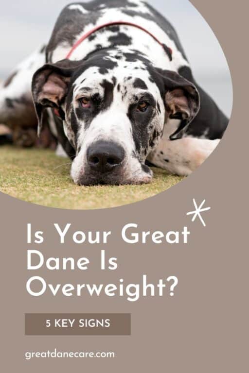 pinterest pin for "fat great dane"