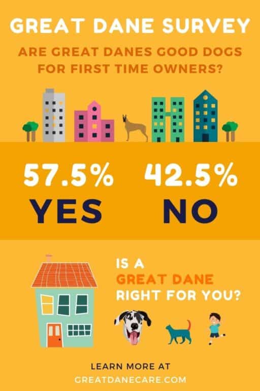 Survey results from the question "Are Great Danes good dogs for first time owners"