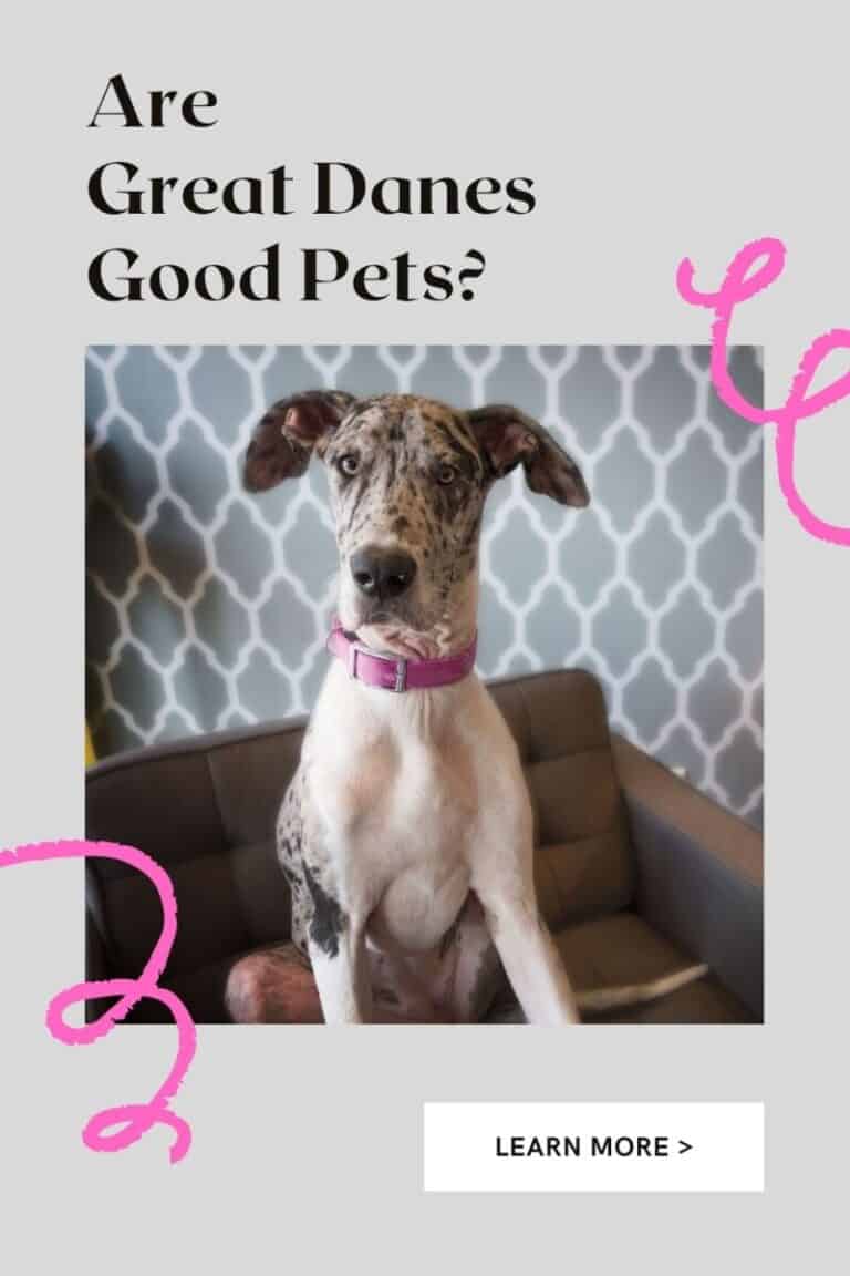 Are Great Danes Good Pets? 5 Things to Consider First!