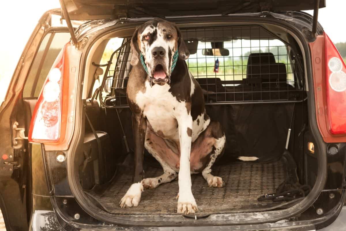 Great dane airline outlet crate