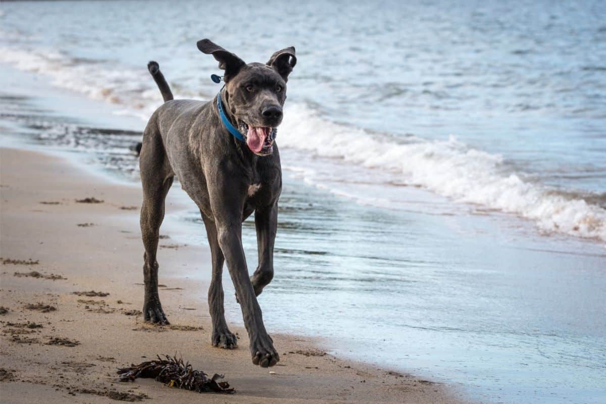 Great Dane running on the beach