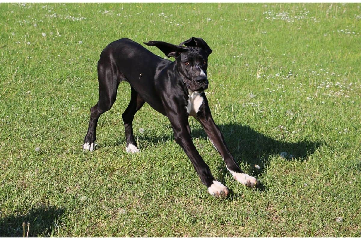 black great dane with white markings on the chest and paws