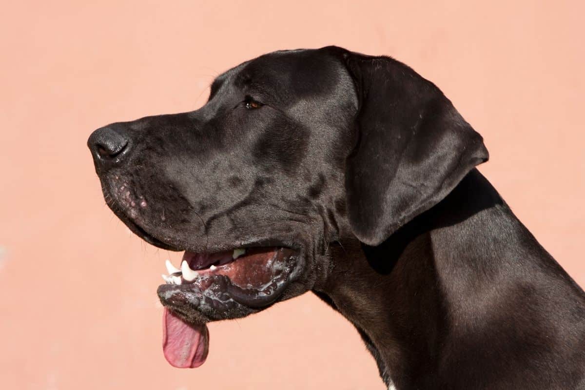 black great dane stuffed animal