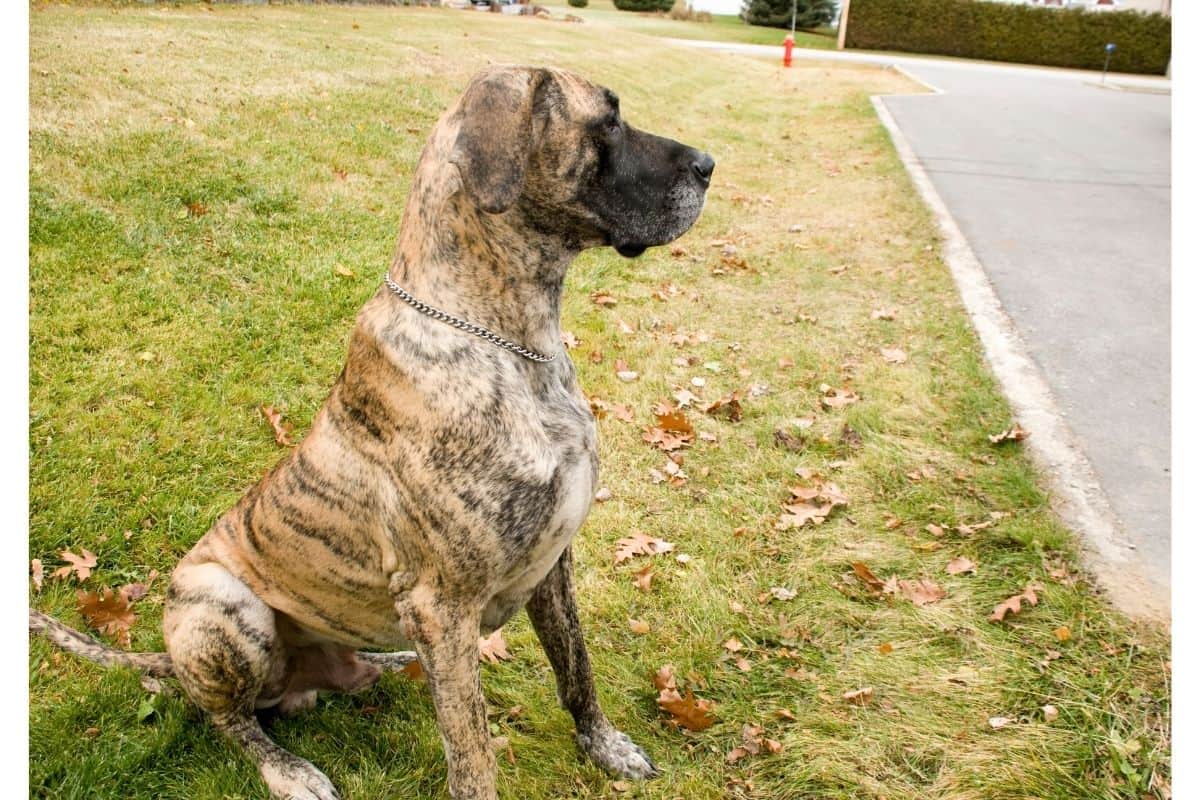 brindle coat