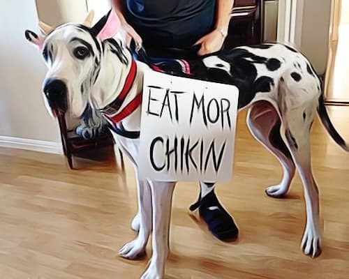 40 Best Dog Halloween Costumes  Dog Halloween Costume Ideas [2022]