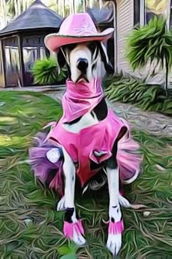 Great dane dressed up best sale