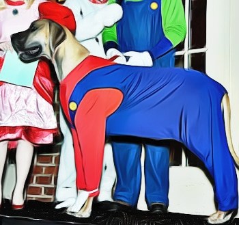 Dog clothes outlet for great danes