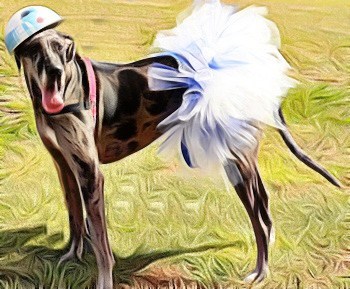 Great dane hotsell dressed up