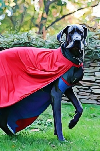 Great dane 2025 dressed up