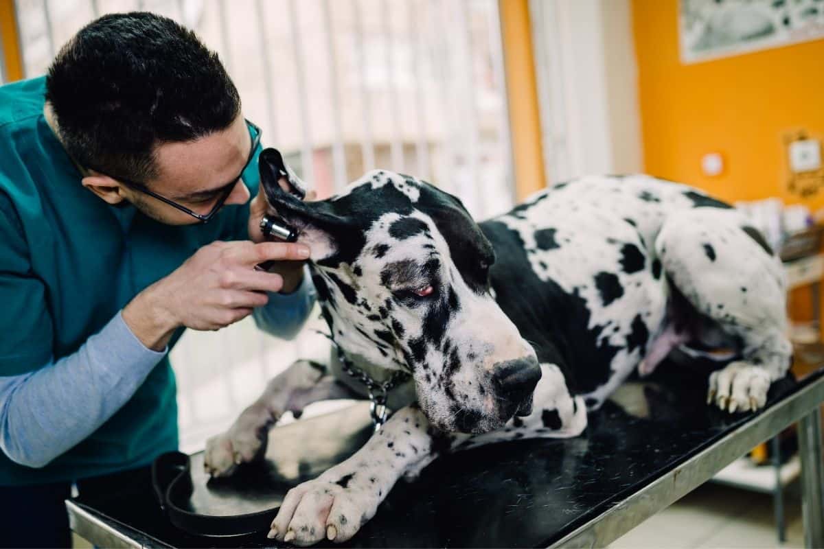 how-often-should-i-take-my-dog-to-the-vet-great-dane-care