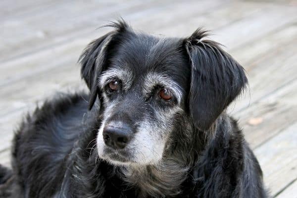 close-up of old dog with white face