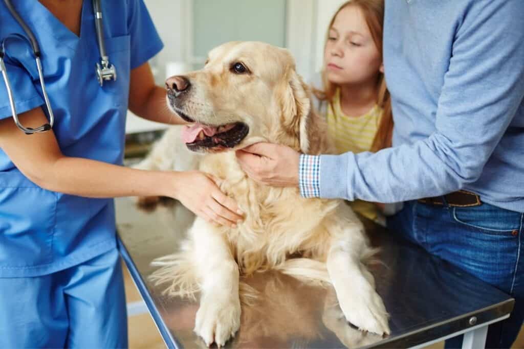 golden retriever on veterinarian table