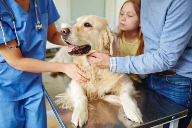 How Often Should I Take My Dog To The Vet? Great Dane Care