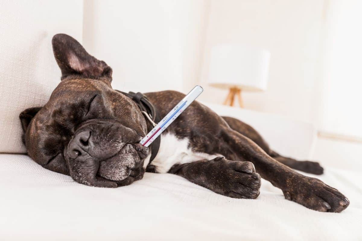 How To Tell If A Dog Has A Fever & What To Do Great Dane Care