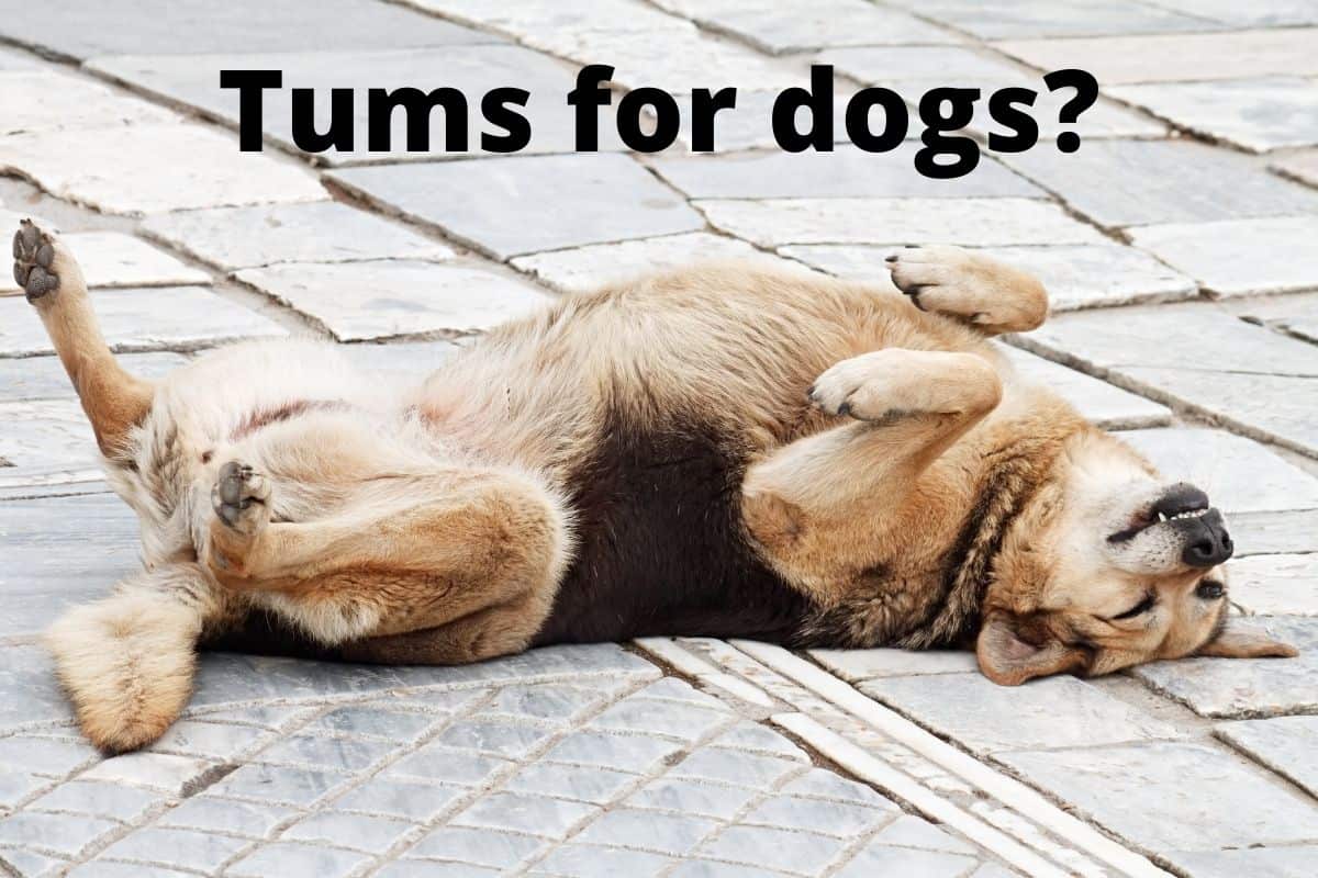 can dogs have tums for upset stomach