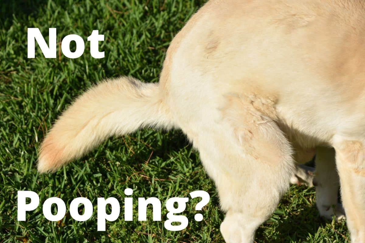 how long can dog go without pooping