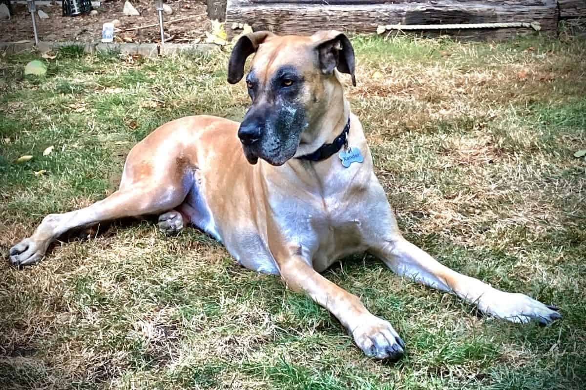 Senior Great Dane care