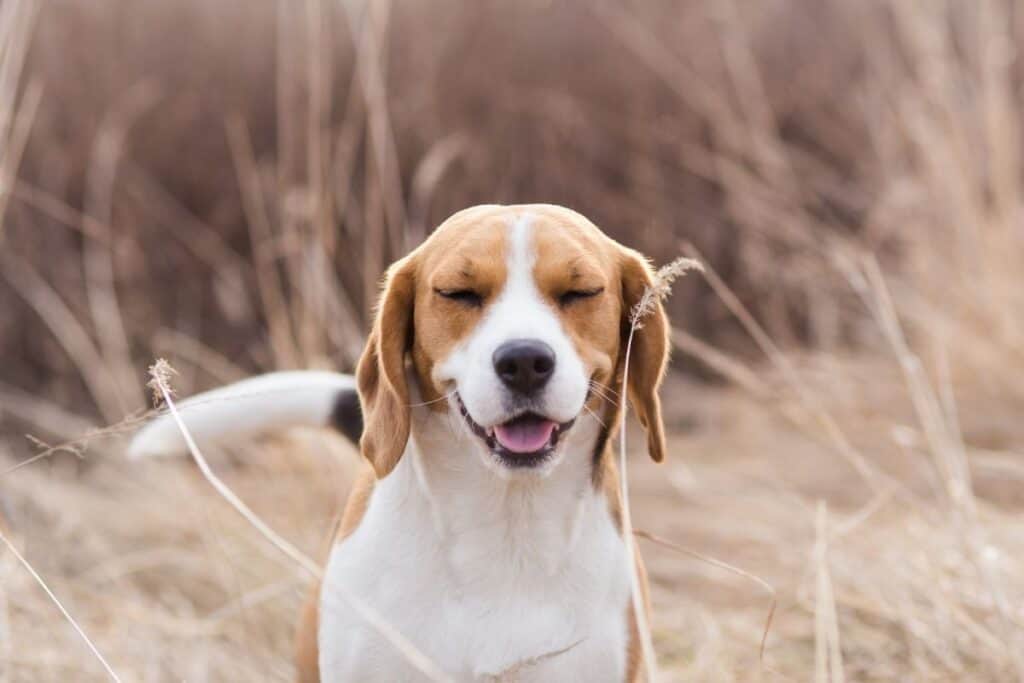 how do you treat a sneezing dog