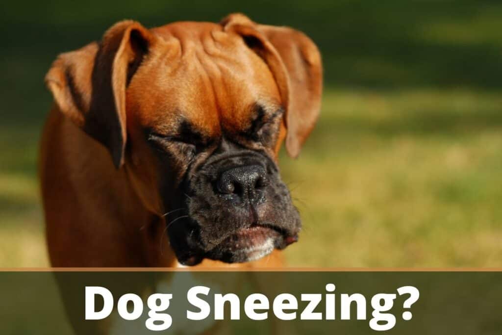 Why Is My Dog Sneezing So Much