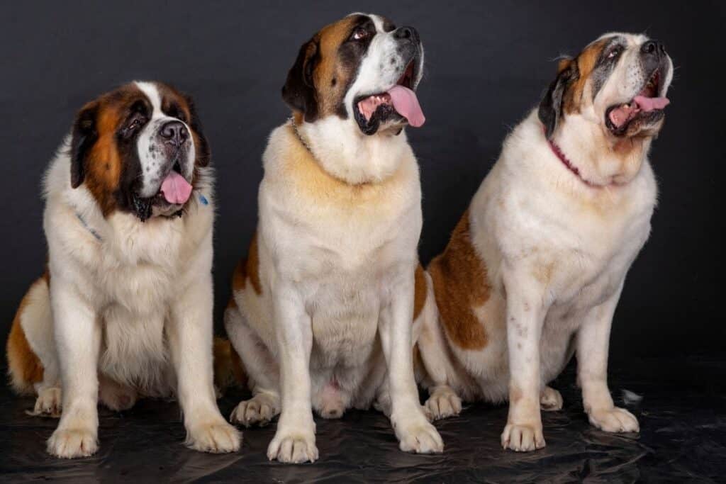 three large dogs