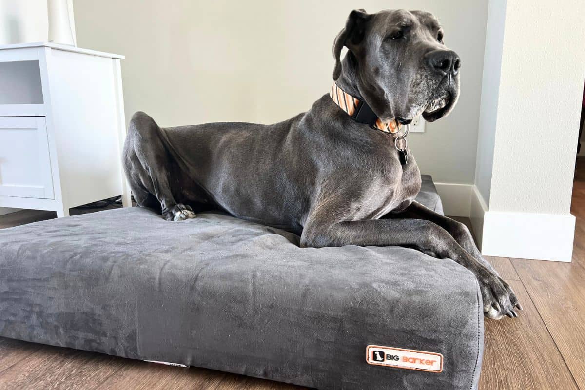 The big shop barker dog bed