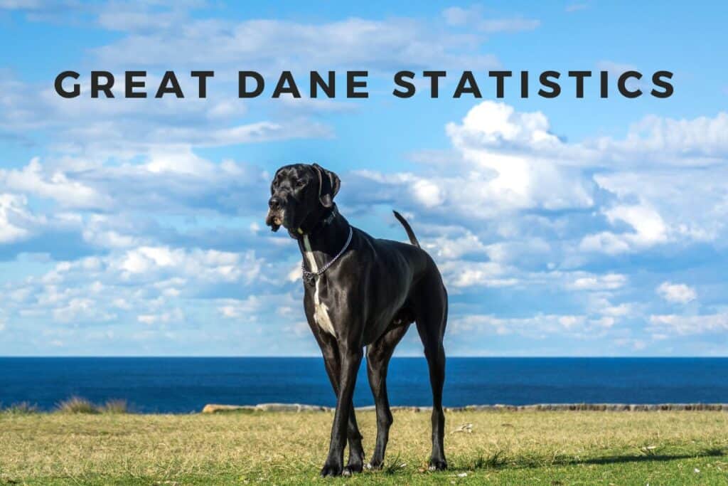 Great Dane Statistics, Trends & Analysis