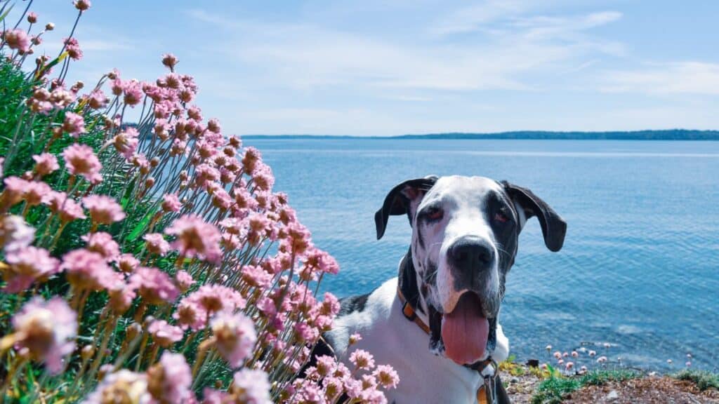 great dane standing next to flowers