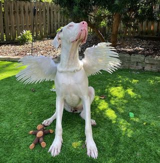 white great dane in angel costume