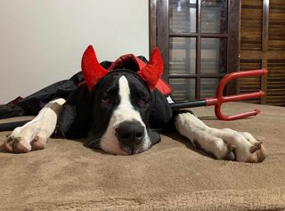 great dane in devil costume