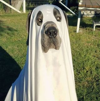 great dane in ghost costume